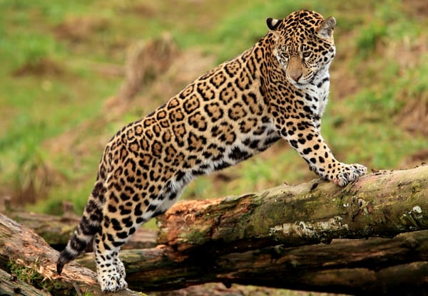 Обои бревно, jaguar, смотрит, panthera onca, морда, ягуар, пятнистая кошка, стоит, лапы, молодой