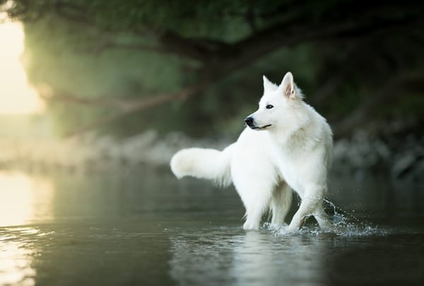 Обои вода, собака, Белая швейцарская овчарка, боке