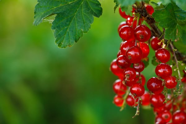 Обои Ягоды, Red currants, Красная смородина