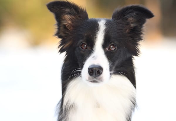 Обои Собаки, зима, солнце, бордер колли, border collie