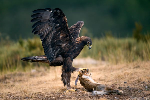 Обои заяц, птица, The Eagle and the Rabbit, добыча