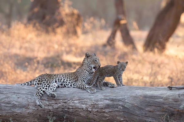 Обои леопард, Замбия, детёныш, Lower Zambezi National Park, боке, Африка, котёнок, бревно