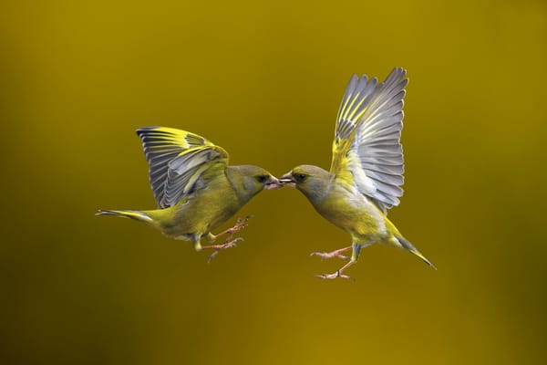Обои Flying Kiss, птицы, полёт