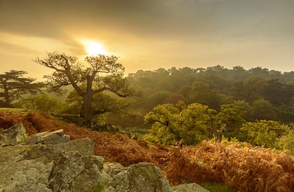 Обои парк, Leicestershire, деревья, лес, осень, England, Англия, Charnwood Forest, Bradgate Park, Лестершир