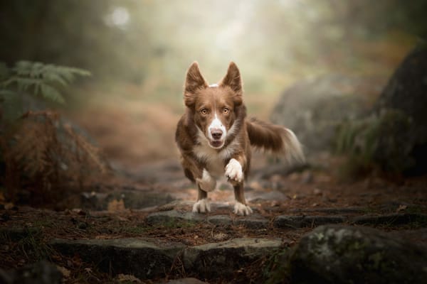 Обои собака, бег, Dog Photography