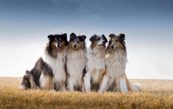 Обои Best Friends, поле, австралийская овчарка, колли