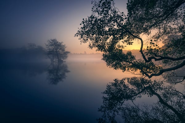 Обои England, туман, London Borough of Richmond upon Thames, Пен Пондс, озеро, Ричмонд-парк, рассвет, Richmond Park, Англия, отражение, деревья, парк, Лондон, London, Pen Ponds, утро