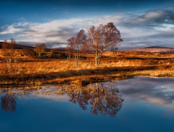 Обои Rannoch Moor, Раннох-Мур, ветер, деревья, Шотландия