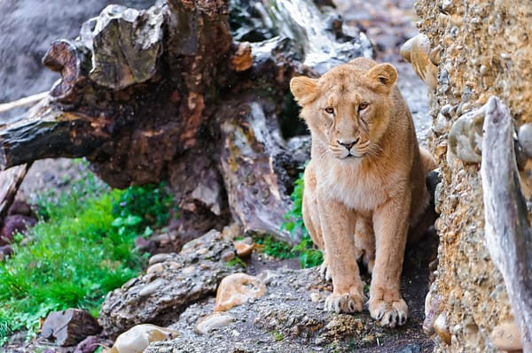 Обои усы, лев, пень, взгляд, panthera leo, lion, морда, камни, скала