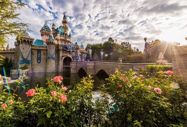 Обои розы, Диснейленд, Disneyland, утро, рассвет