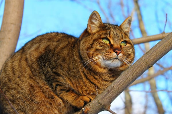 Обои кошка сама по себе, имя Пушок, кошка на дереве, кот, кошка, пушистая кошка, зеленые глаза