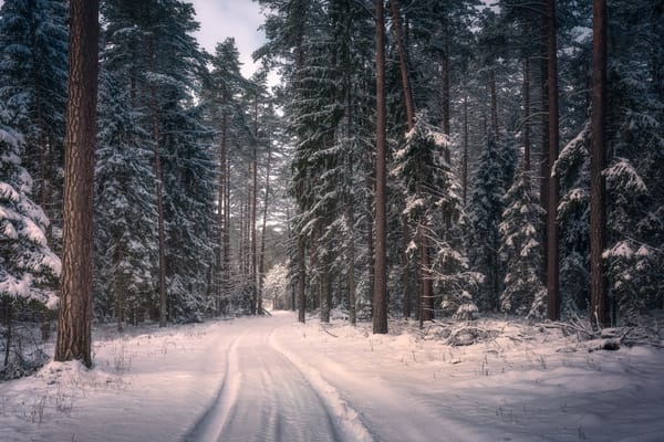 Обои лес, Poland, Кнышин Лес, зима, деревья, Knyszyn Forest Landscape Park, Польша, снег, дорога