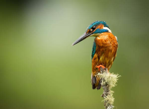 Обои птица, зимородок, Kingfisher