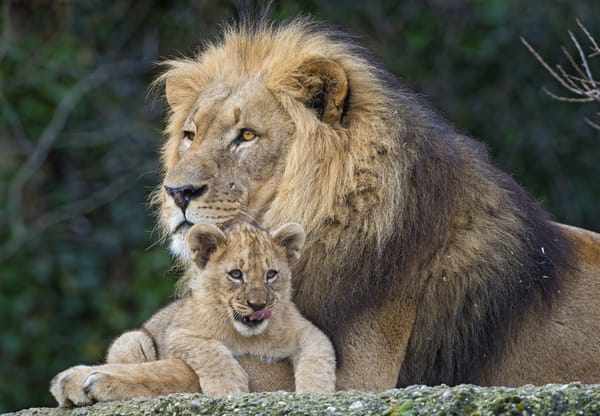 Обои лев, кошки, львёнок, пара ©Tambako The Jaguar