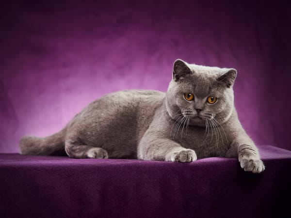 Обои Британская короткошёрстная кошка, портрет, кошка, фотосессия