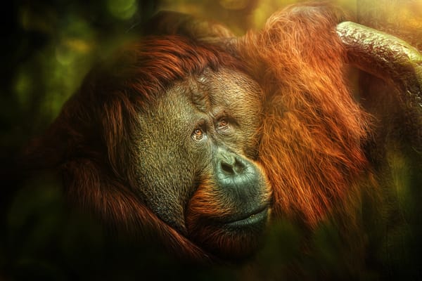 Обои jungle, orangutan, Melancholia, monkey