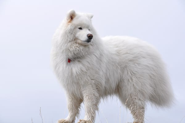 Обои White on white, пёс, пушистый, самоед