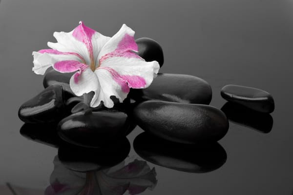 Обои спа камешки, flower, примула, Spa stones, primrose, цветок