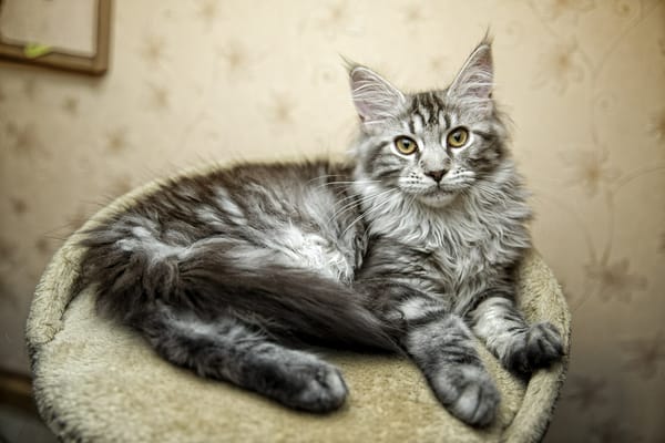 Обои Евгений Апин, фотограф, cat, Evgeniy Apin, photography, photographer, кошка