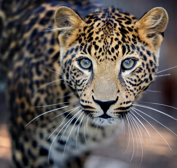 Обои дикая кошка, animals, nature, размытость, боке, леопард, leopard, красивый пятнистый, my planet, крупный план, , спокойный внимательный, travel, хищник охотник, морда усы взгляд