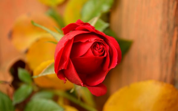 Обои Роза, Red rose, Красная роза, Rose