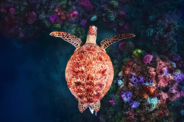 Обои под водой, underwater, коралловый риф, Майотта, Coral reef at N'Gouja, зелёная черепаха