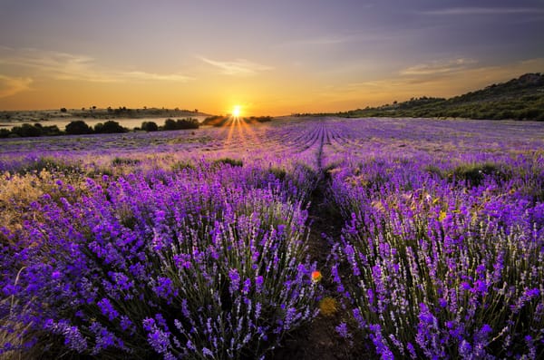 Обои природа, пейзаж, bloom, nature, цветение, landscape, lavender field, лавандовое поле