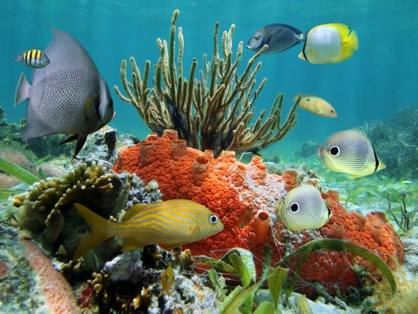 Обои tropical, рыбки, ocean, коралловый риф, reef, подводный мир, underwater, coral, океан, fishes