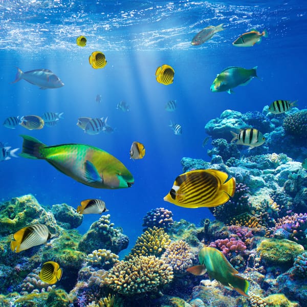 Обои tropical, fishes, coral, reef, океан, подводный мир, ocean, рыбки, underwater, коралловый риф