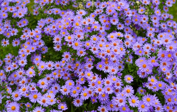 Обои Flowers, Purple flowers, Фиолетовые цветы