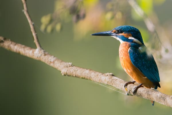 Обои птица, kingfisher, ветка, зимородок
