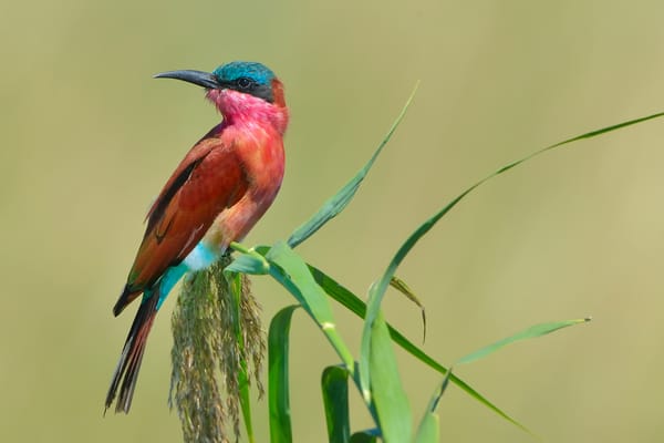 Обои птица, Merops nubicoides, пчелоедка, Southern carmine bee-eater, formerly Carmine Bee-eater, щурка