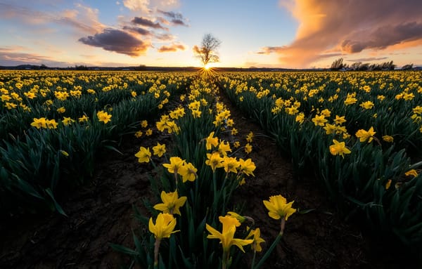 Обои закат, жёлтые, Долина Скаджит, нарциссы, штат Вашингтон, Skagit Valley, Washington State, цветы, дерево, поле