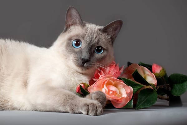 Обои кот, животное, взгляд, Анна Верзина, кошка, розы, Anna Verzina, цветы