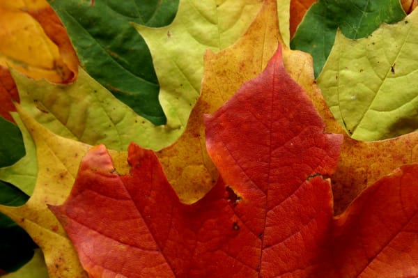 Обои макро осень, парк, листок, цвета, лес, листопад, листья, leaves macro autumn style, листва