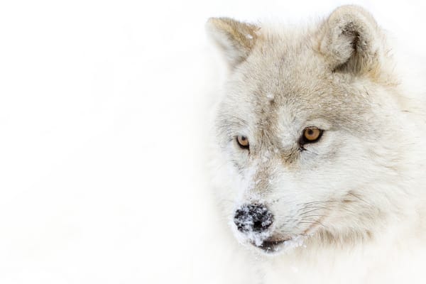 Обои Arctic wolf, полярный волк, взгляд, хищник, снег