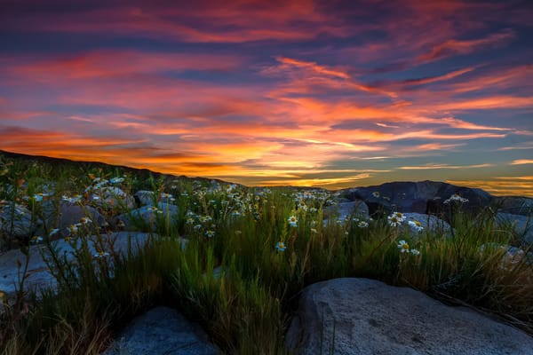 Обои Sierra Nevada, Mountains, ромашки, камни