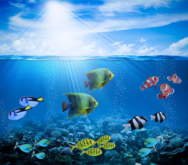 Обои tropical, reef, подводный мир, coral, рыбки, fishes, лучи, ocean, пузыри, underwater, коралловый риф, солнце