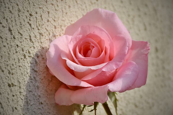 Обои Rose, Pink rose, Розовая роза