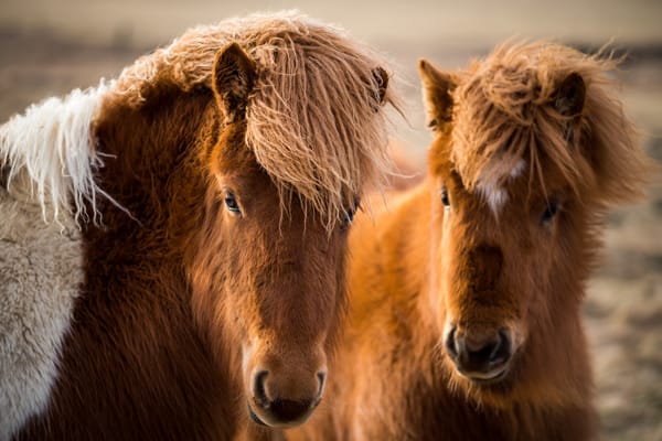 Обои природа, кони, Icelandic horses