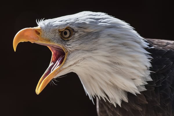 Обои природа, Bald Eagle, птица