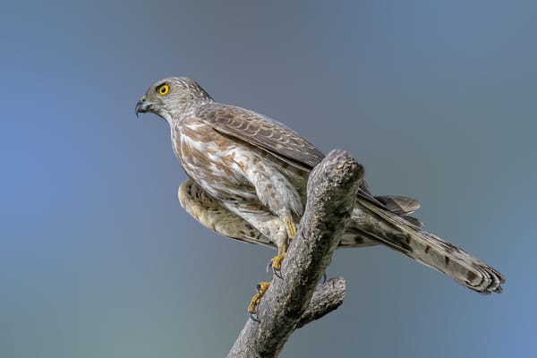 Обои хищник, птицы, туркестанский тювик