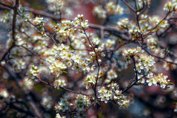 Обои цветение, весна, spring blossom, ветки