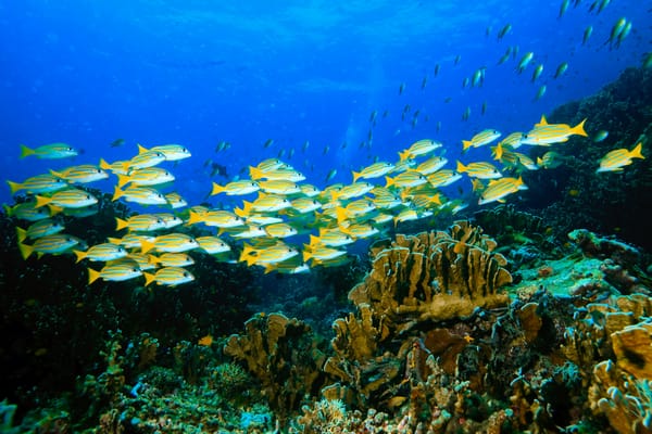 Обои природа, the nature, algae, каралы, морское дно, водоросли, flock, рыбы, the sea bottom, стая, Carly, fish