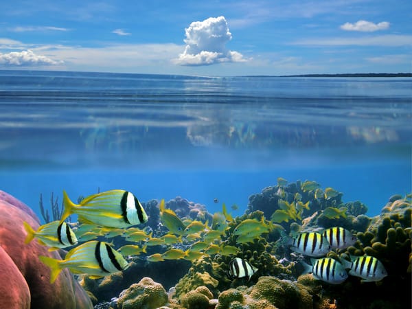 Обои природа, cloud, sky, облако, fish, морское дно, каралы, Carly, the nature, рыбы, небо, the sea bottom