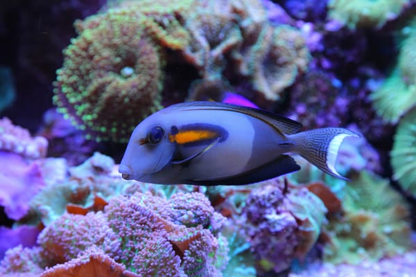 Обои beautiful, ocean, underwater, подводный мир, coral reef, fish, океан, blue, коралловый риф, красивая, море, sea, синий, рыбы