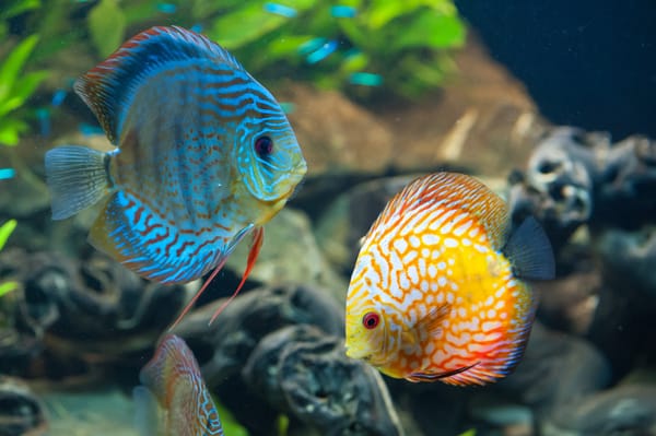 Обои beautiful, рыба, коралловый риф, под водой, fish, Discus, Дискус, красивая, underwater, море, sea, coral reef, океан, ocean