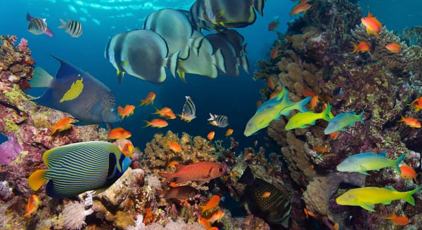 Обои fish, coral reef, sea, море, underwater, под водой, рыба, ocean, океан, коралловый риф