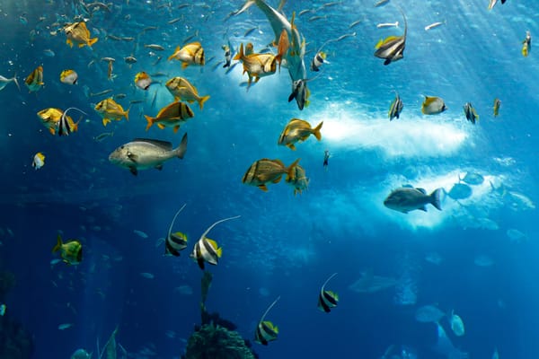Обои fish, рыба, sea, underwater, океан, под водой, ocean, море