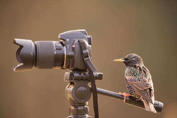 Обои фотоаппарат, грач, птица